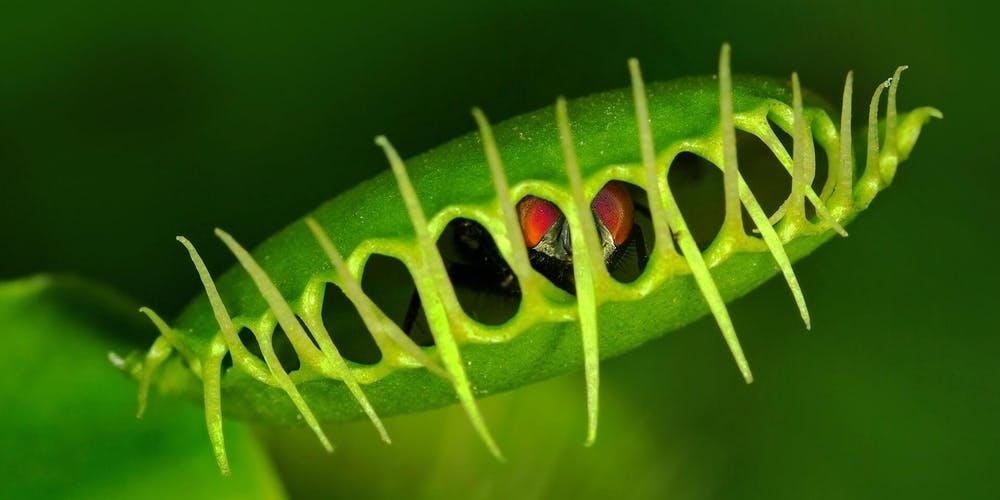 mini monster plants